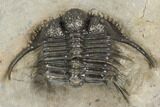 Spiny Cyphaspides Ammari Trilobite - Rare Species #189979-2